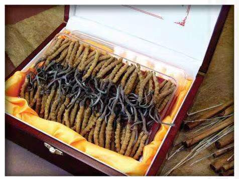 九湖镇冬虫夏草回收